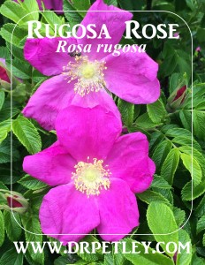Rugosa Rose