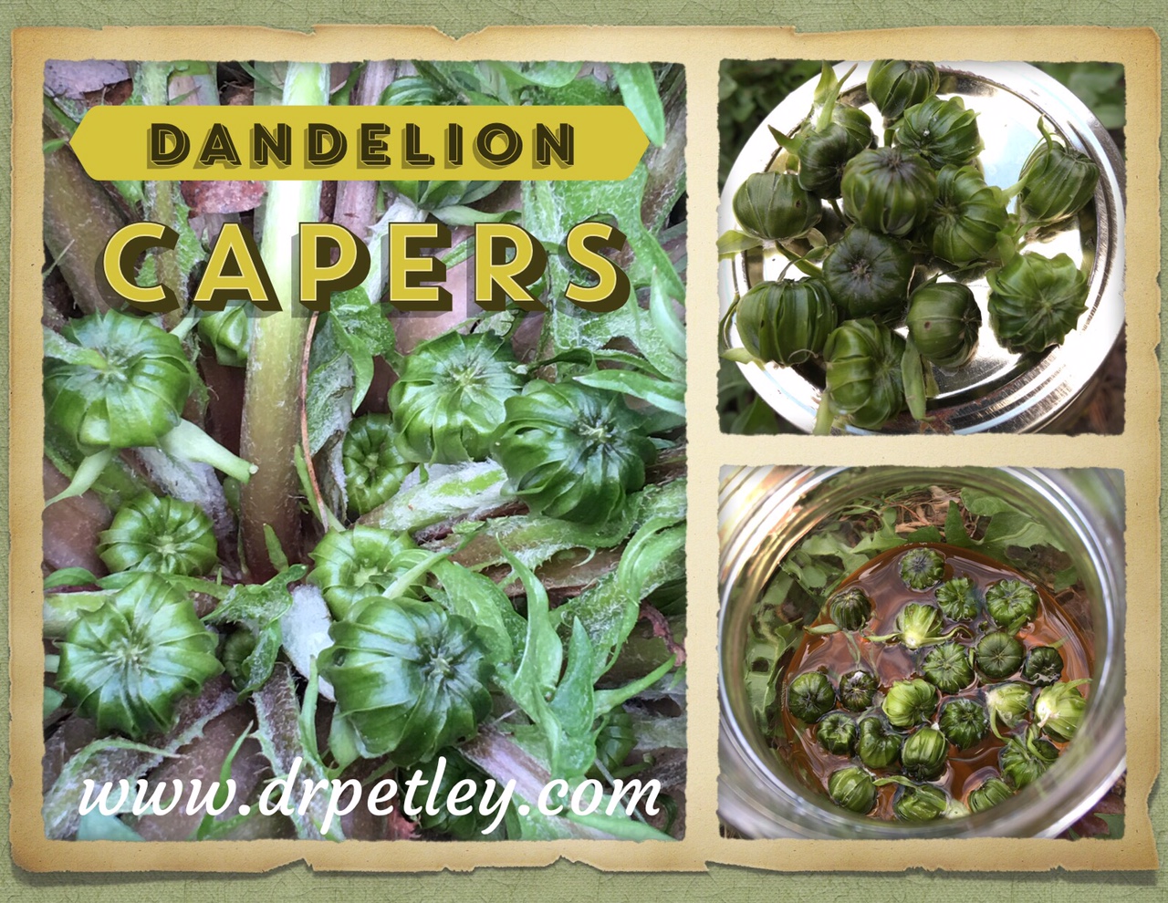 Dandelion Capers