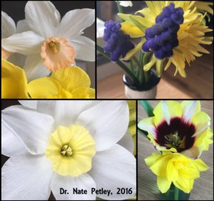 Desk Flowers 2016