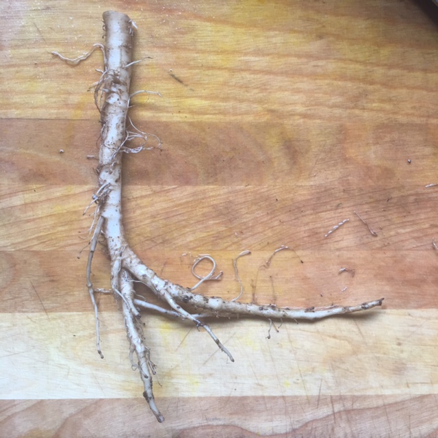 Dandelion Roots Rotting Roasted Dandelion Root Tea (Part 2) – Dr. Nate Petley, Naturopathic Doctor
