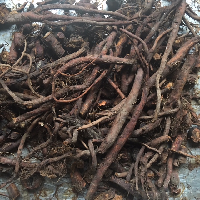 Dandelion Roots Rotting Roasted Dandelion Root Tea (Part 2) – Dr. Nate Petley, Naturopathic Doctor