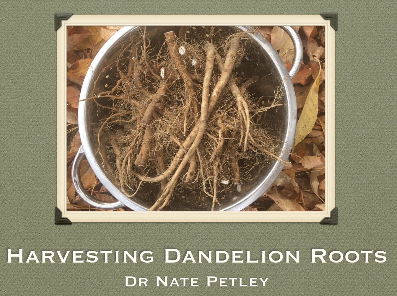 Harvesting Dandelion Roots with Dr. Nate Petley